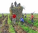Cerca Villa Clara de superar las 16 mil 600 hectáreas sembradas de caña de azúcar.