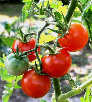 La industria conservera de Villa Clara  se alista  para campaña de tomate